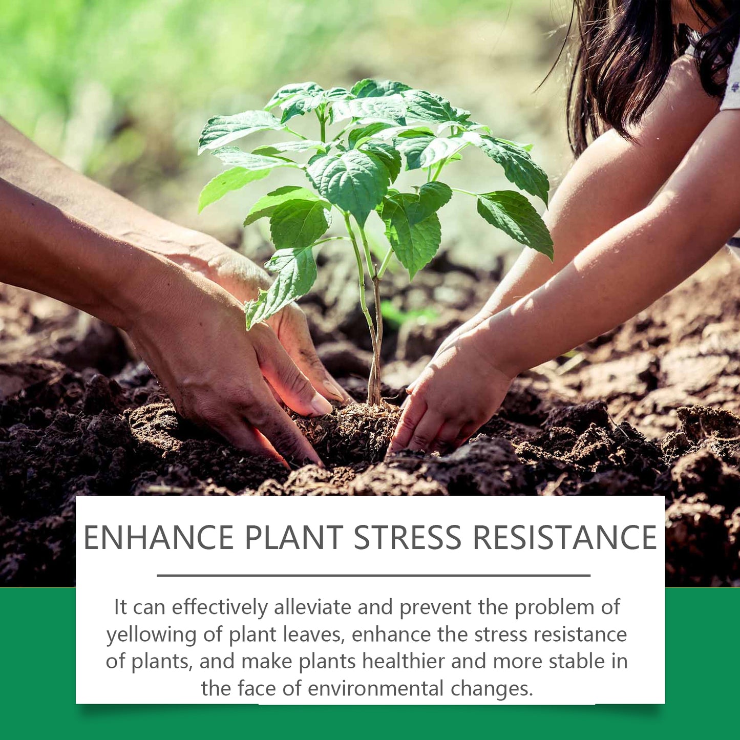 Moonspry Chlorophyll Spray, General Whole Plant Nutrient Solution For Healthy Growth Of Flowers And Fruit Trees And Green Leaves